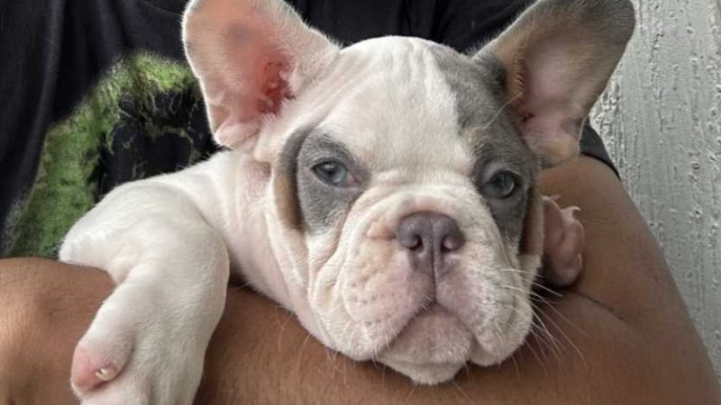 French Bulldog Breeders – Find The Simple Facts About Them
