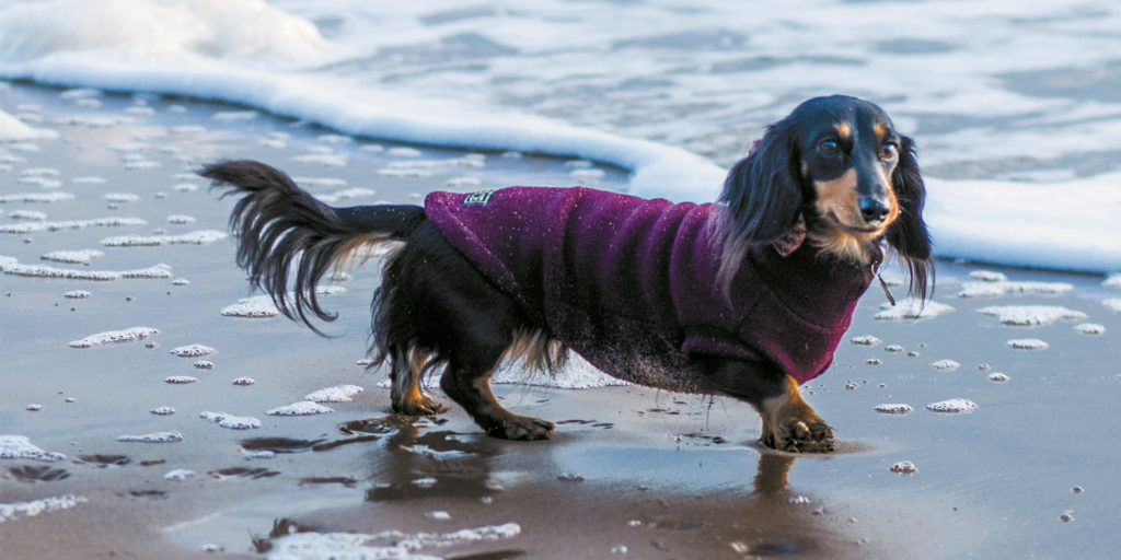 Best Dachshund Coats – What You Should Be Aware Of